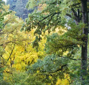 Coaching systémique -  sources, méthodes et inspirations