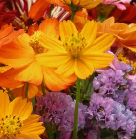 Coaching pour Hypersensibles